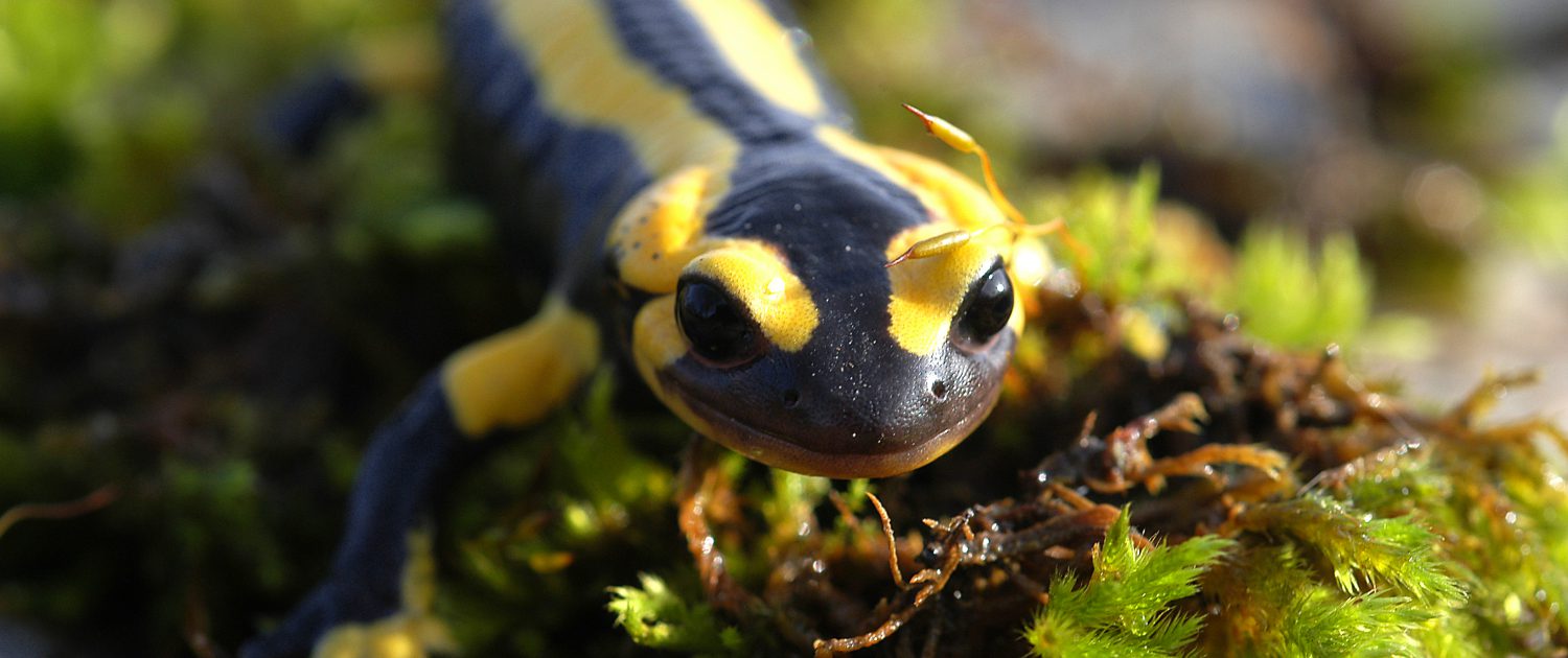 salamandre