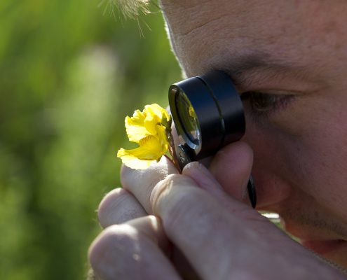 recherche naturaliste