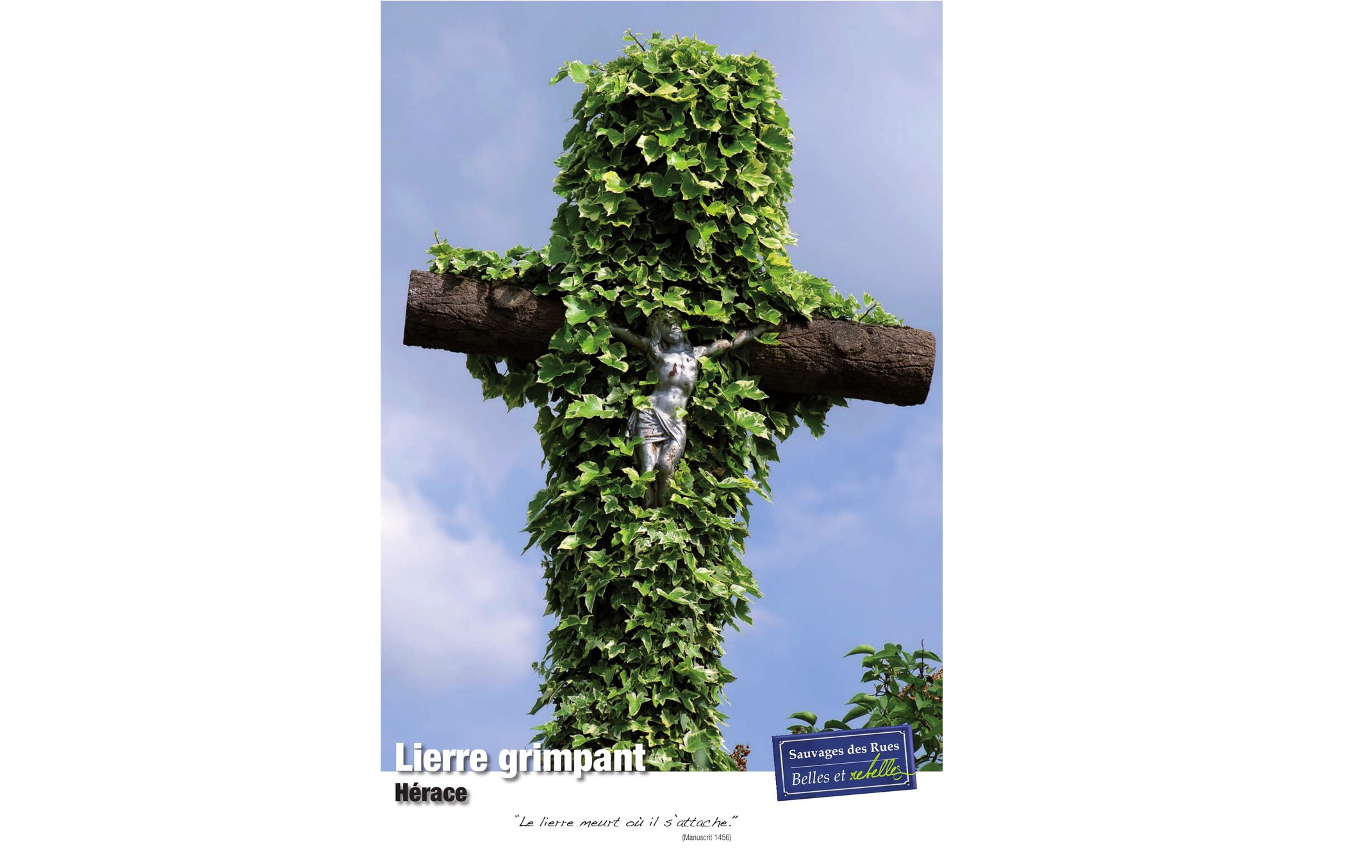 Exposition sauvages des rues lierre grimpant