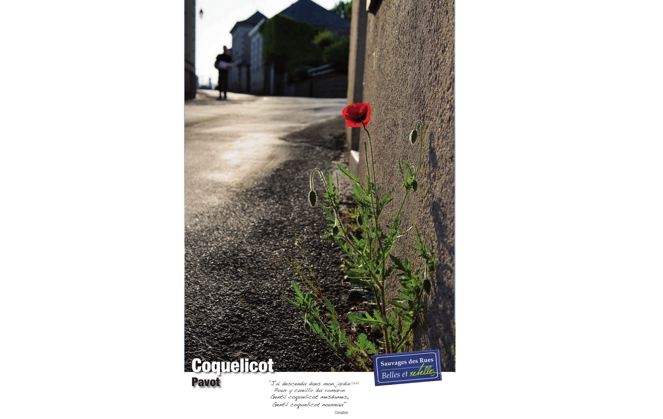 Exposition sauvages des rues coquelicot