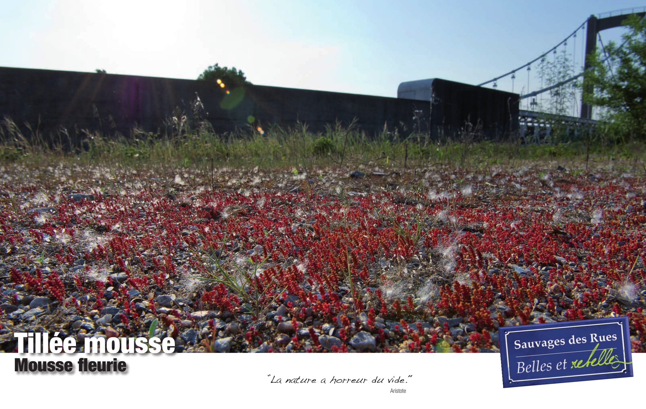 Exposition sauvages des rues tillée mousse