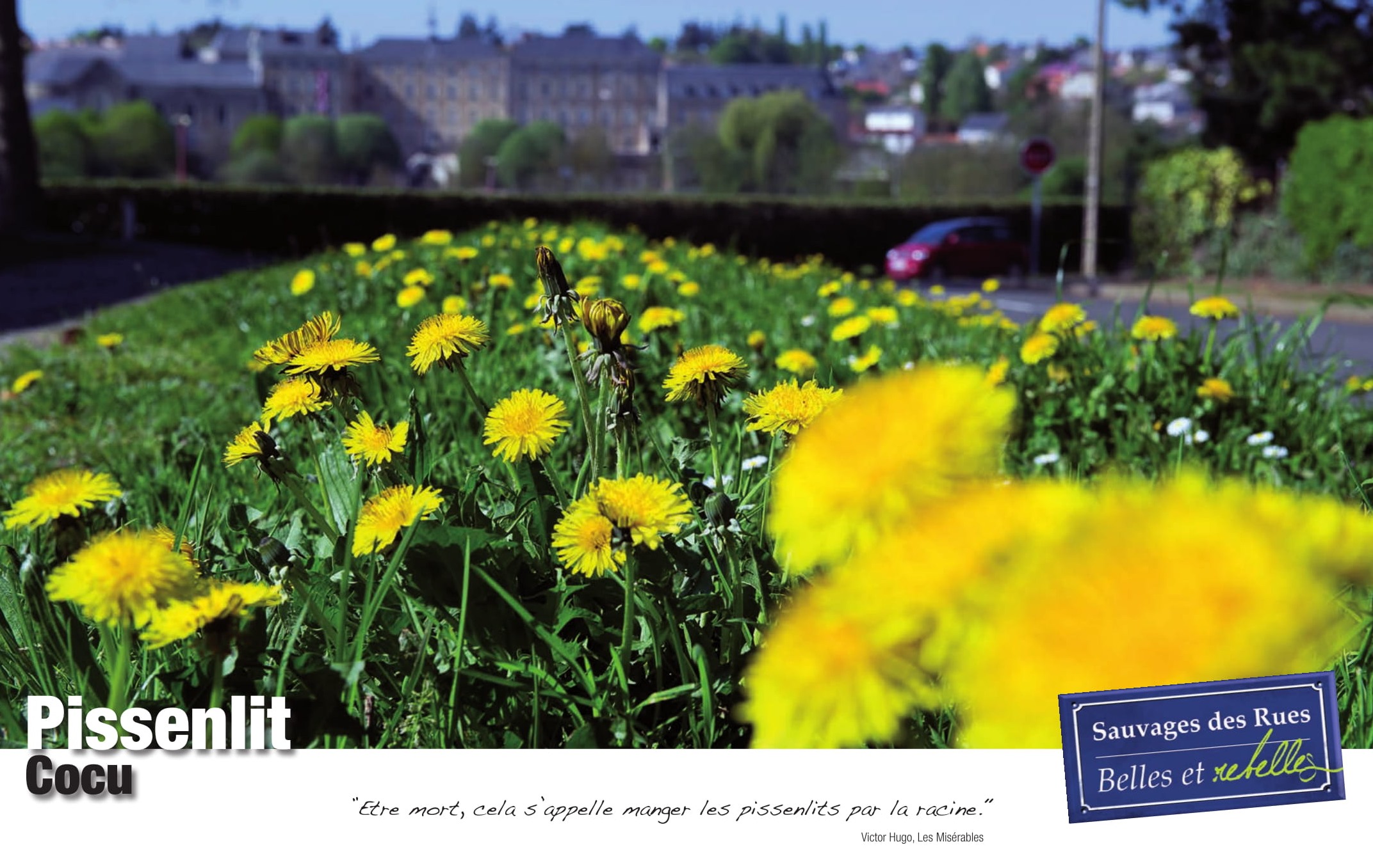 Exposition sauvages des rues pissenlit