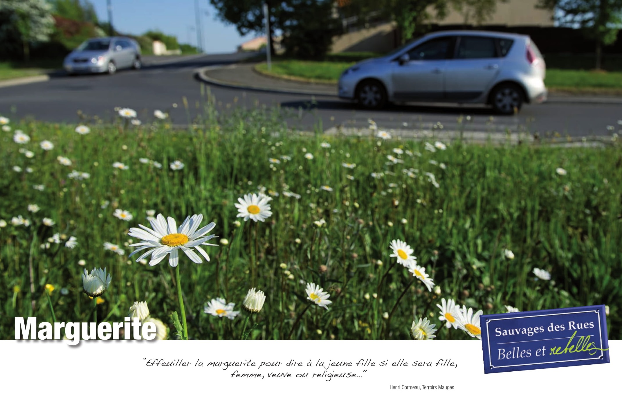 Exposition sauvages des rues marguerite