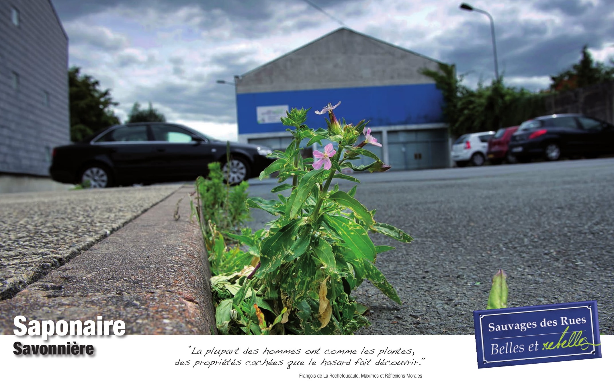 Exposition sauvages des rues saponaire