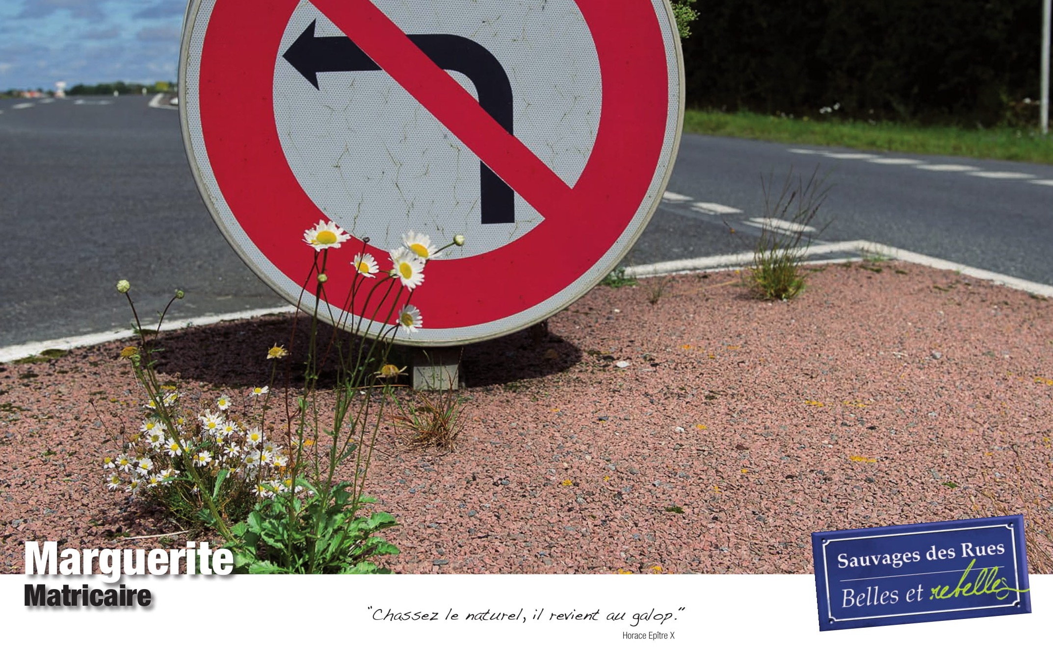 Exposition sauvages des rues marguerite