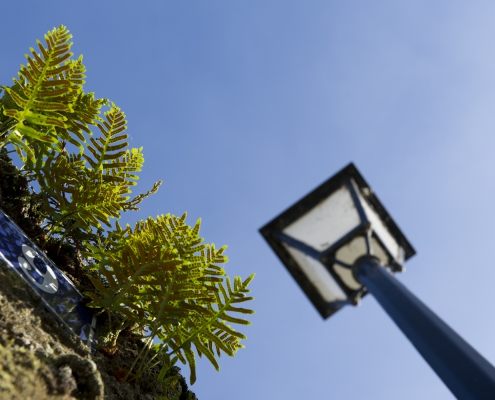 Une exposition sur les plantes sauvages des rues